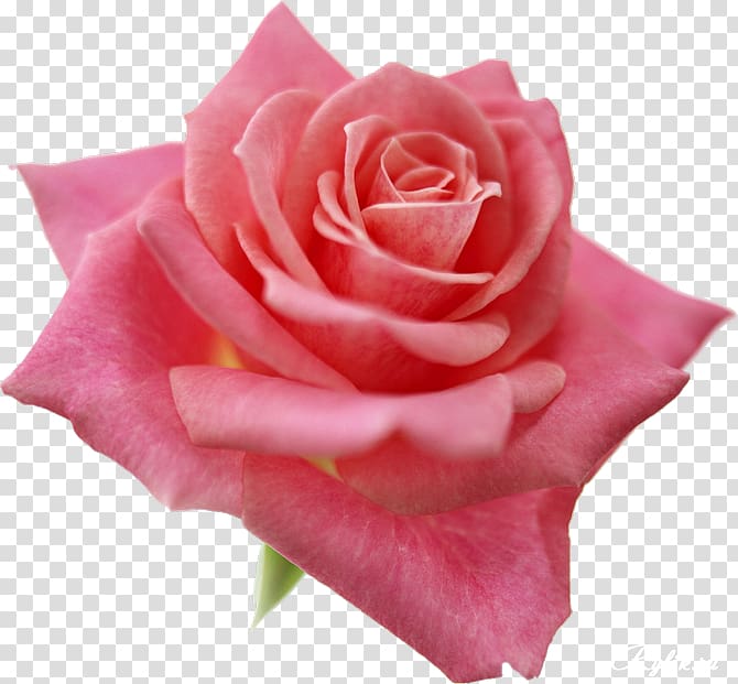 Best Roses Pink flowers , rose transparent background PNG clipart