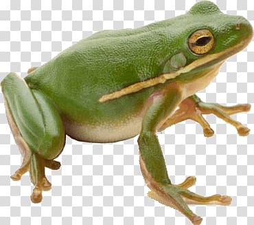 green tree frog, Frog Green Sideview Right transparent background PNG clipart