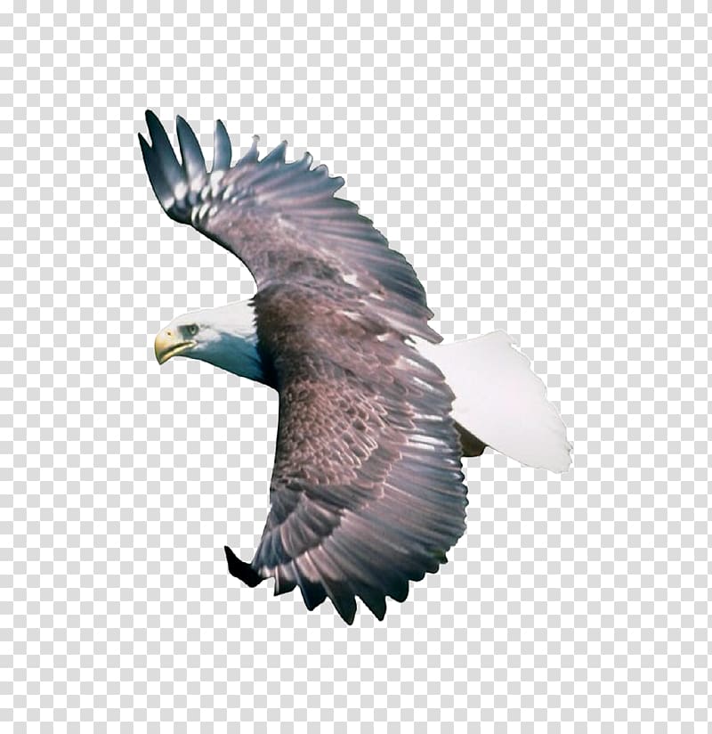 Bird Eagle .dwg, eagle transparent background PNG clipart