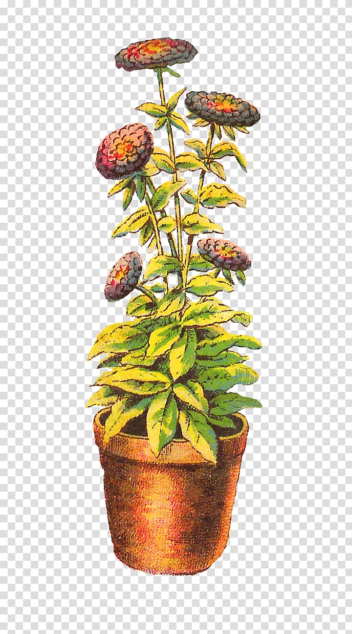 Houseplant Chrysanthemum Drawing, flower pot transparent background PNG clipart