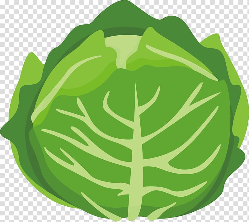 Chinese cabbage Vegetable Cartoon, cartoon cabbage transparent background PNG clipart