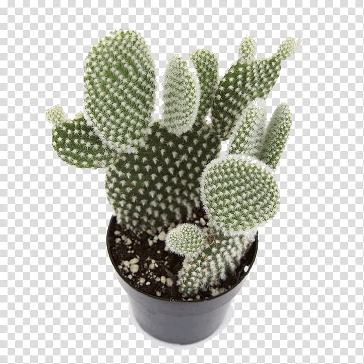 Barbary fig Opuntia microdasys Cactaceae Houseplant, plant transparent background PNG clipart