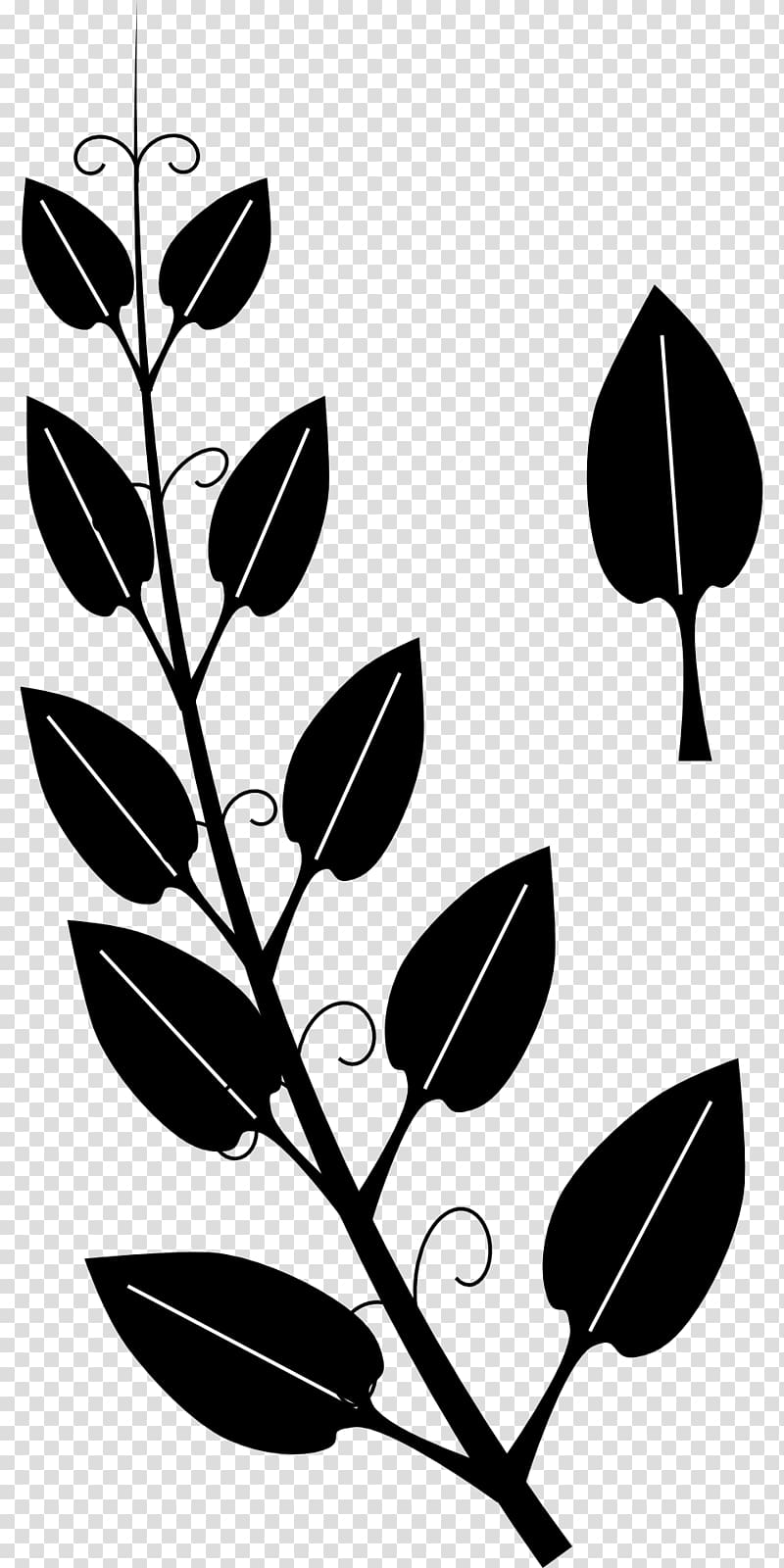 Vine Tendril Drawing Ivy , vine transparent background PNG clipart