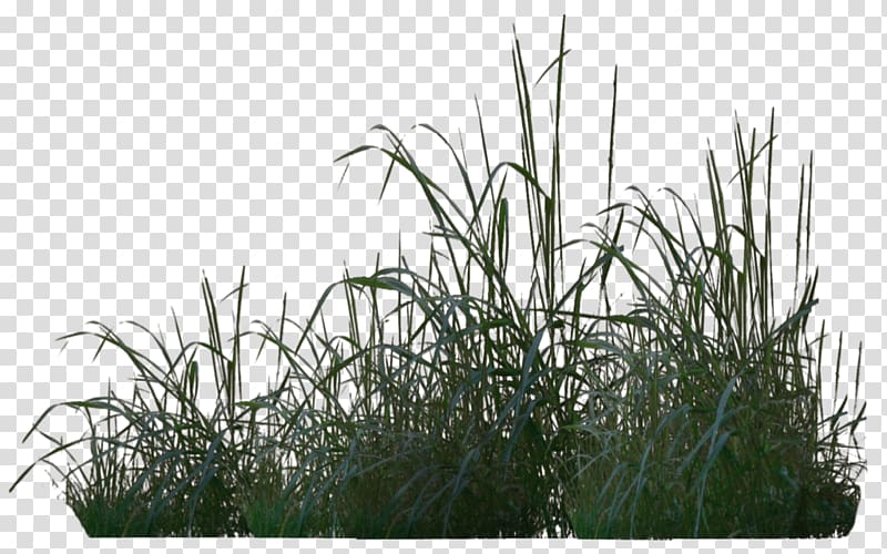 green grass, Tree Rendering Plant, swamp transparent background PNG clipart