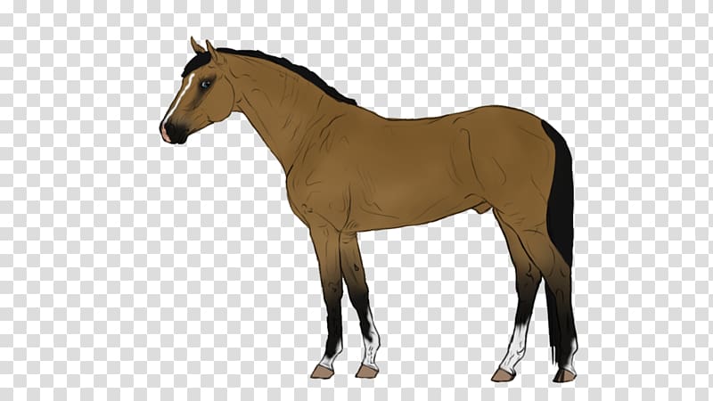 Belgian Warmblood Danish Warmblood Mare Horse breed, Animated Horse transparent background PNG clipart