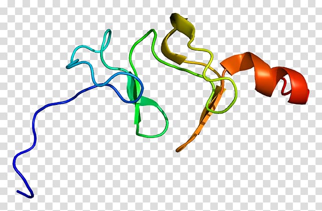 LIM domain Protein domain Protein Data Bank LIMS1, Fyve Rhogef And Ph Domain Containing transparent background PNG clipart