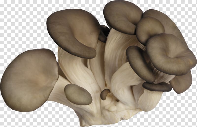 Oyster Mushroom Fungus Boletus edulis Agaricus campestris, mushroom transparent background PNG clipart