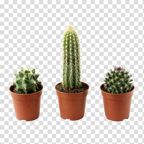three green cacti with brown pots, Cactaceae Flowerpot Houseplant IKEA, Potted cactus plant transparent background PNG clipart
