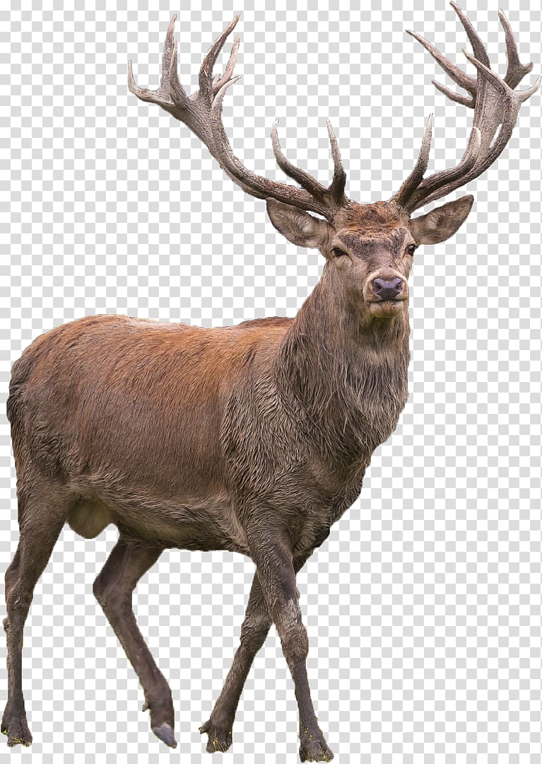 Red deer Elk Barasingha, deer, deer illustration transparent background PNG clipart