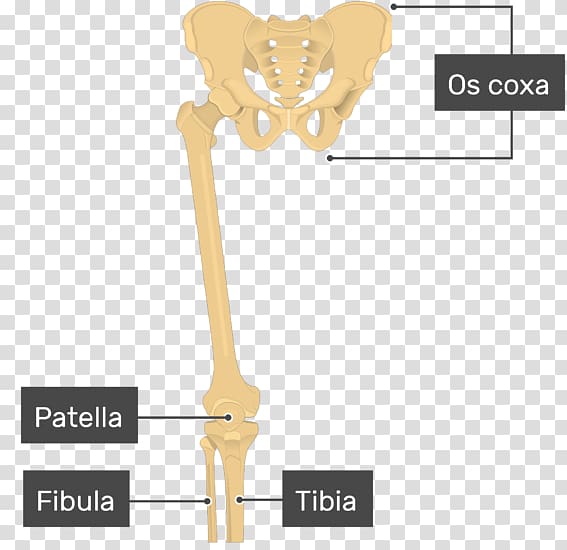 Joint Patella Femur Bone Tibia, femur transparent background PNG clipart