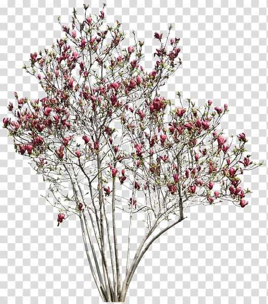 Quiver tree Red, tree transparent background PNG clipart