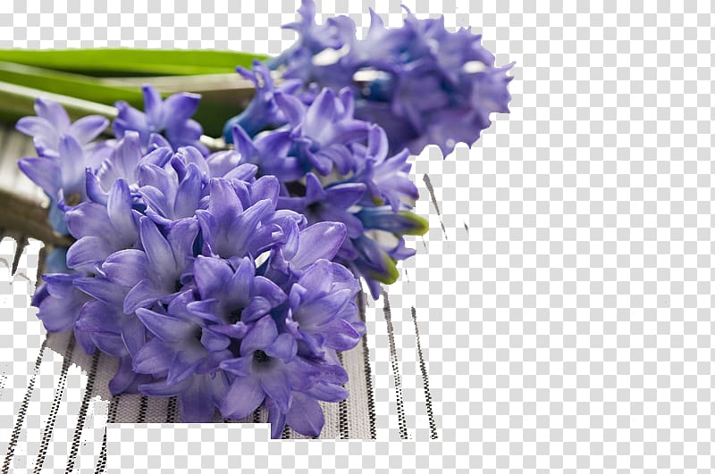 Hyacinthus orientalis Hyacinthaceae Narcissus tazetta Narcissus pseudonarcissus Bulb, Lavender Bouquet transparent background PNG clipart