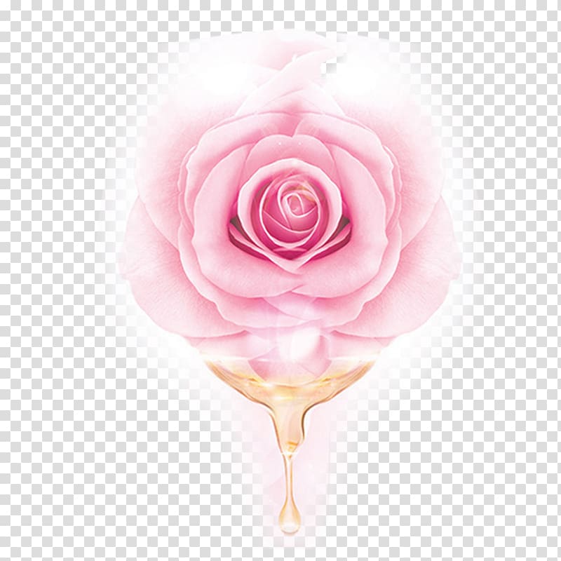 pink rose flower, Garden roses Centifolia roses Beach rose Pink Essential oil, Pink rose essential oil transparent background PNG clipart