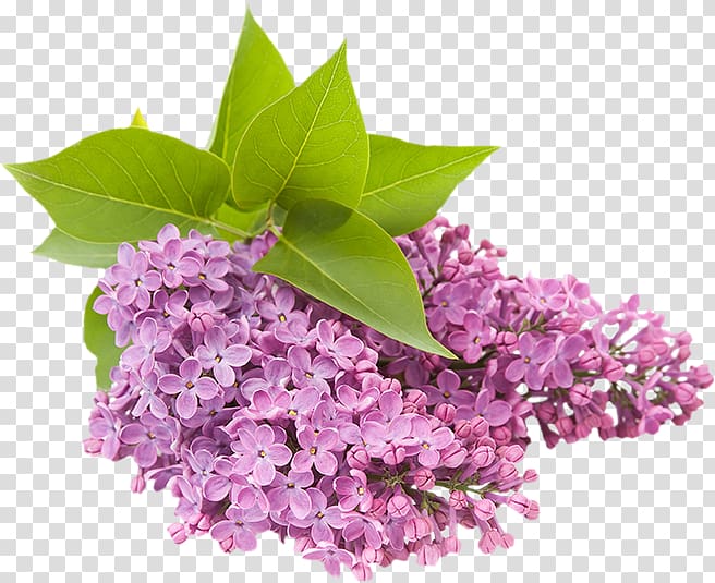 Common lilac Flower Garden , lilac transparent background PNG clipart