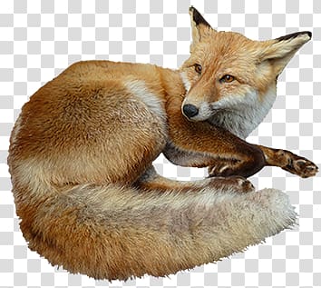 Fox transparent background PNG clipart