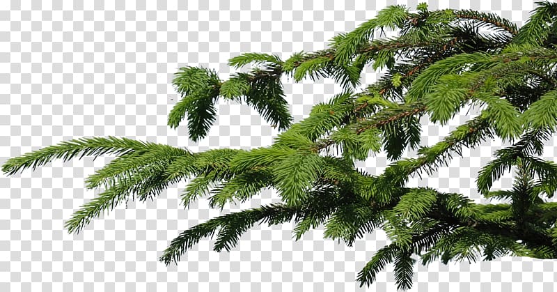 Branch Tree Spruce , eucalyptus transparent background PNG clipart