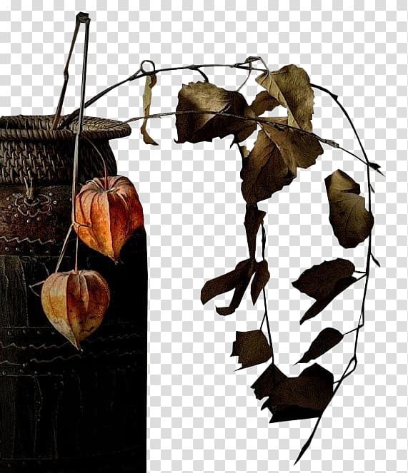 Peruvian groundcherry Chinese lantern Lossless compression, others transparent background PNG clipart
