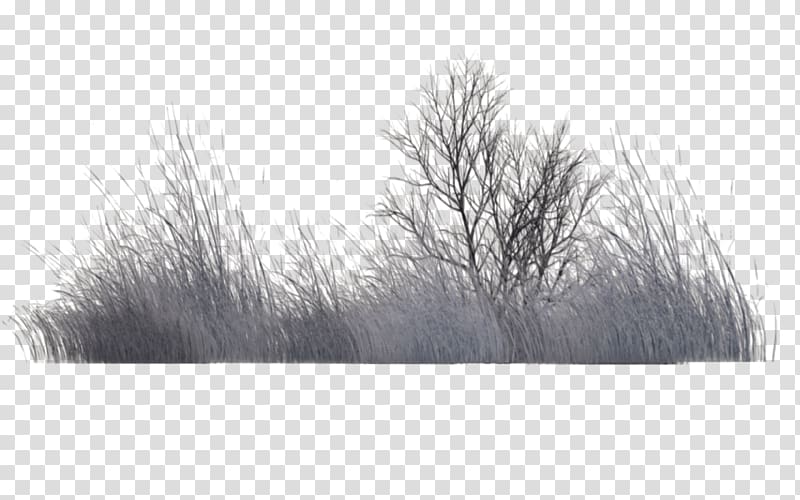 Tree Vegetation Black and white Rendering, winter transparent background PNG clipart