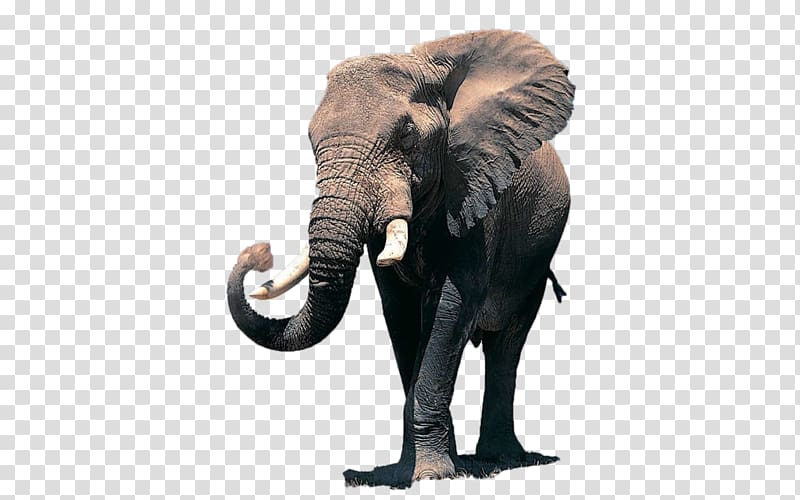 African elephant Desktop Elephantidae Indian elephant, others transparent background PNG clipart