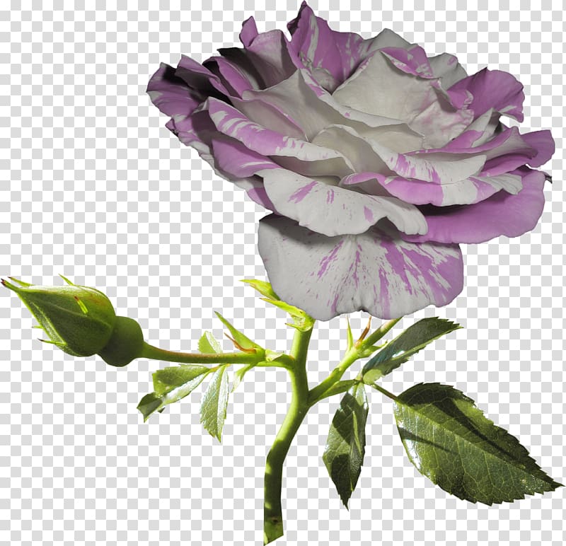 Garden roses Still Life: Pink Roses Cut flowers Lilac, white rose transparent background PNG clipart