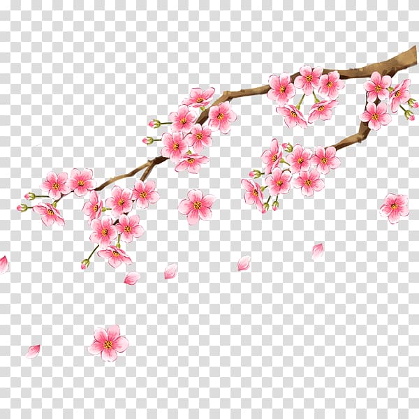 Plum blossom , cherry transparent background PNG clipart