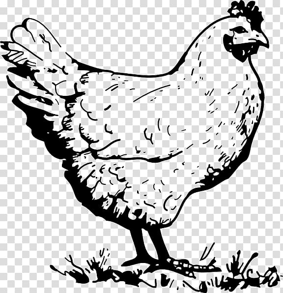Drawing Of Rooster Sketch Of Adult Male Chicken Black And White  Illustration Stock Illustration - Download Image Now - iStock