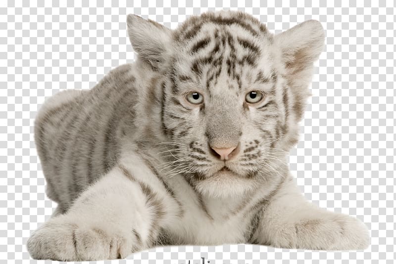 Cat Felidae White tiger Whiskers Bengal tiger, Cat transparent background PNG clipart