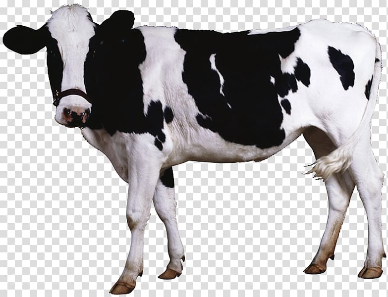 Beef cattle Dairy cattle , others transparent background PNG clipart