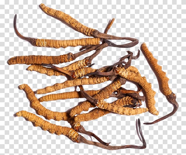 Caterpillar fungus Cordyceps Traditional Chinese medicine Soc Trang Province Disease, others transparent background PNG clipart