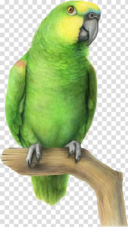 Budgerigar Lovebird Parrot Parakeet, Hand-painted parrot transparent background PNG clipart