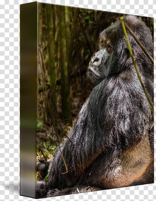 Common chimpanzee Western gorilla Orangutan Fur Terrestrial animal, orangutan transparent background PNG clipart