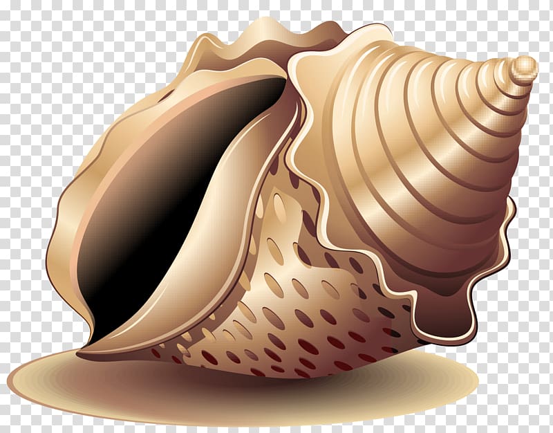 Sea snail Seashell, painted conch transparent background PNG clipart