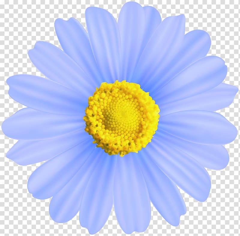 Chamomile , blue flower transparent background PNG clipart