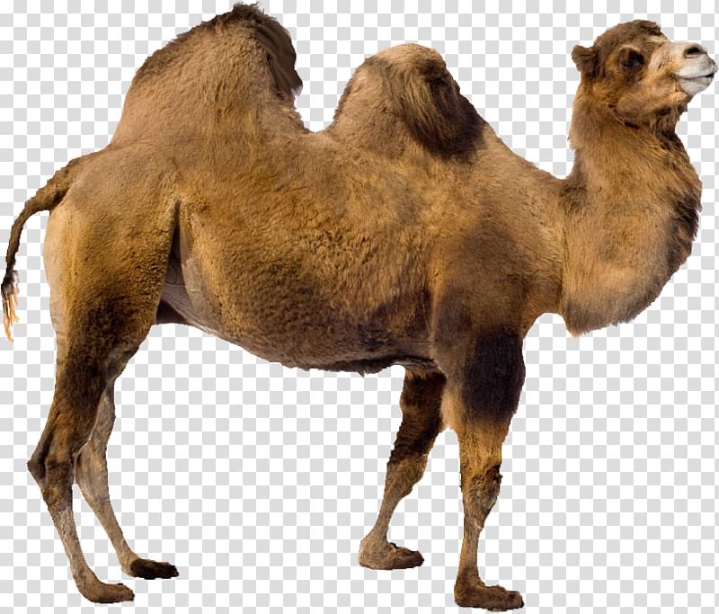 Bactrian camel Dromedary, camel transparent background PNG clipart