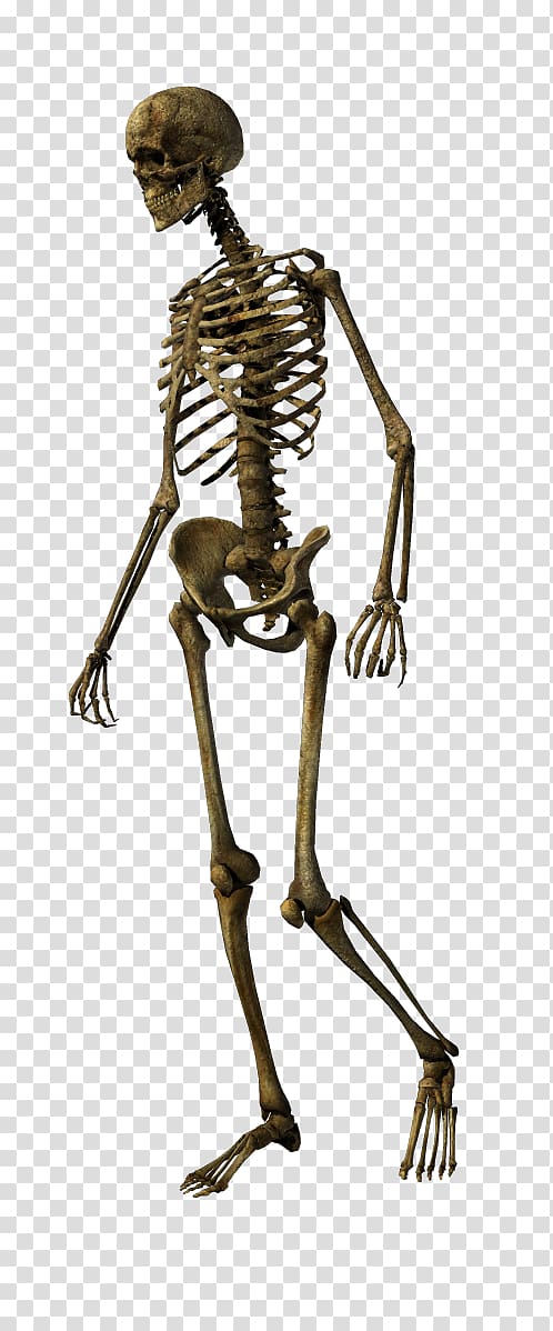 Human skeleton Bone Skull Joint, Skeleton transparent background PNG clipart