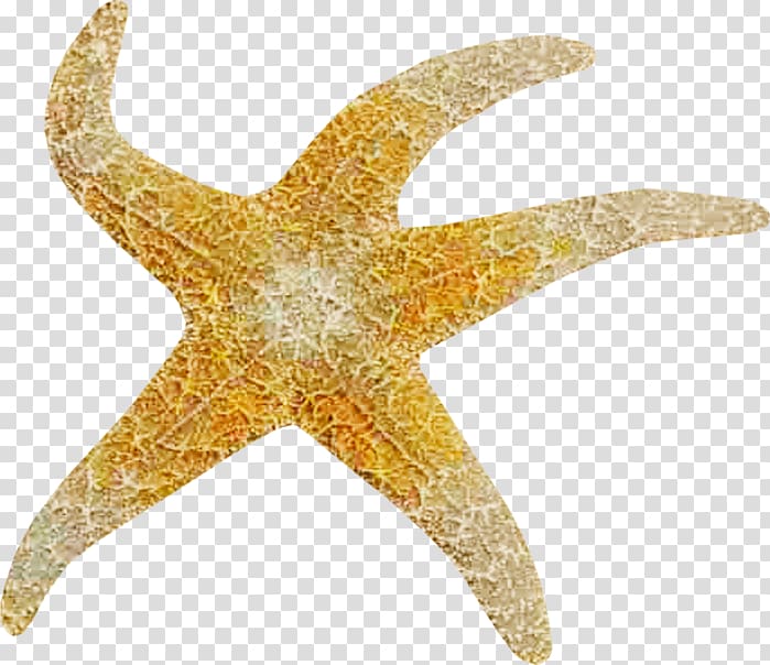 Starfish , starfish transparent background PNG clipart