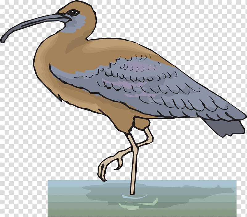 Ibis Bird , legs transparent background PNG clipart