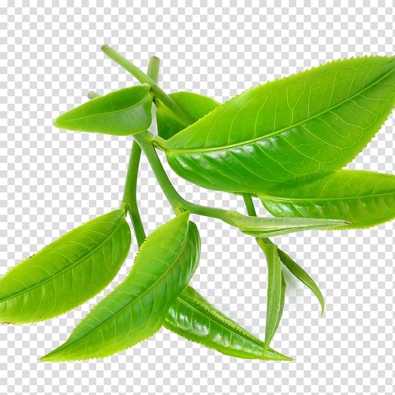 Green tea Tea tree oil Camellia sinensis Peppermint, leaves transparent background PNG clipart