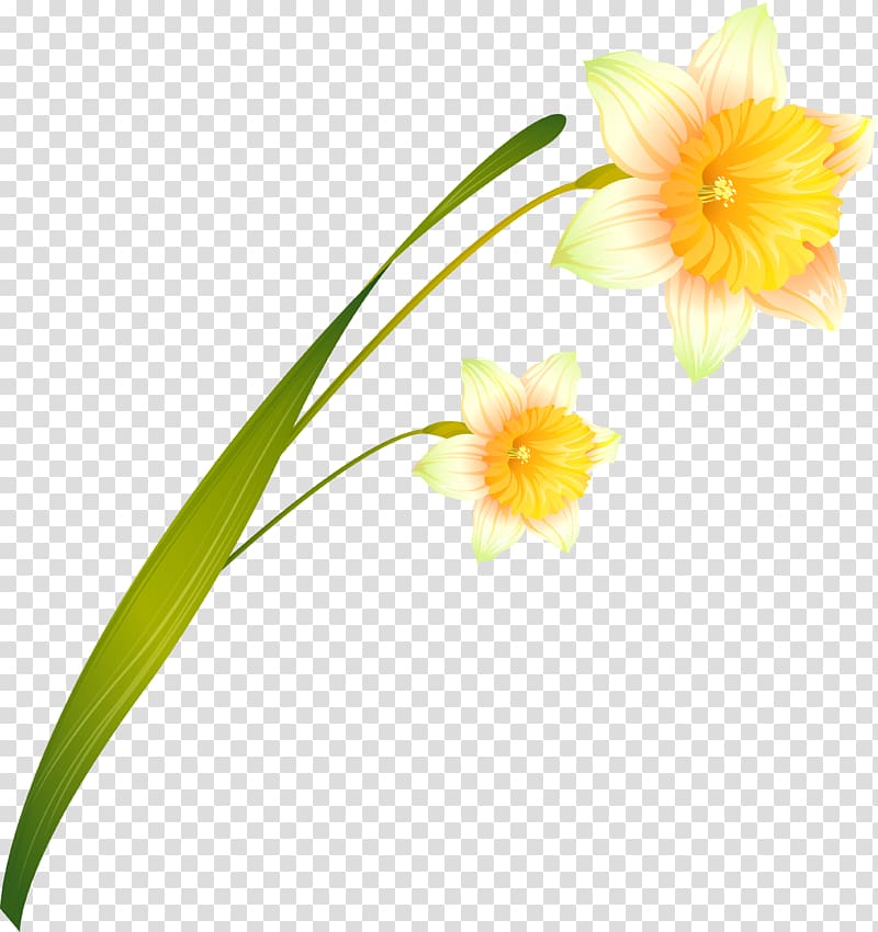 Daffodil Cut flowers Russia, others transparent background PNG clipart