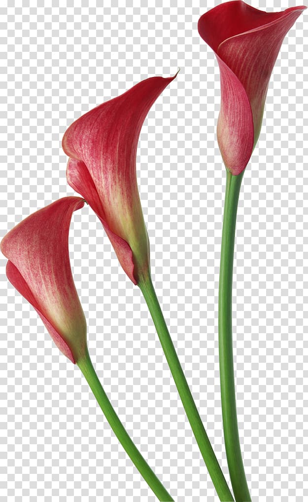 Arum-lily Callalily , Calla transparent background PNG clipart