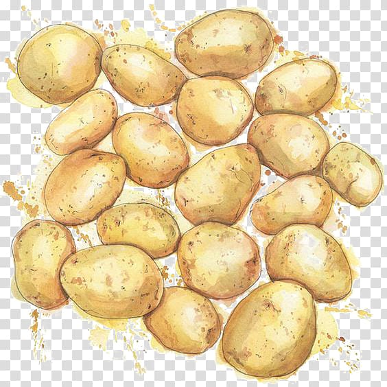 Watercolor painting Drawing Potato Illustration, Watercolor potatoes transparent background PNG clipart