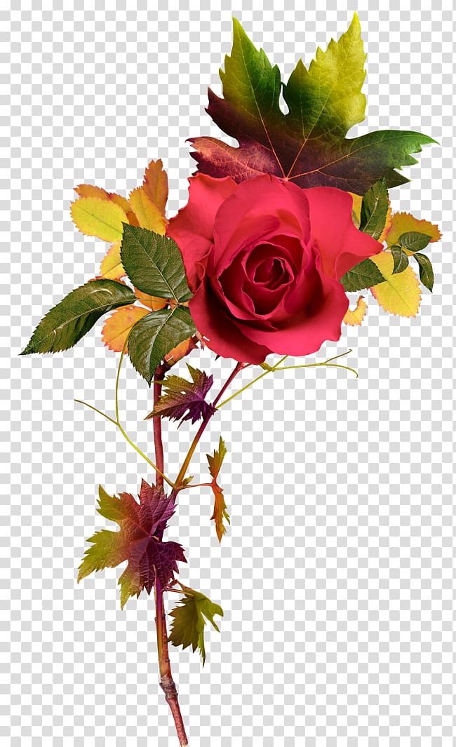 Rose , Bright floral decoration pattern transparent background PNG clipart