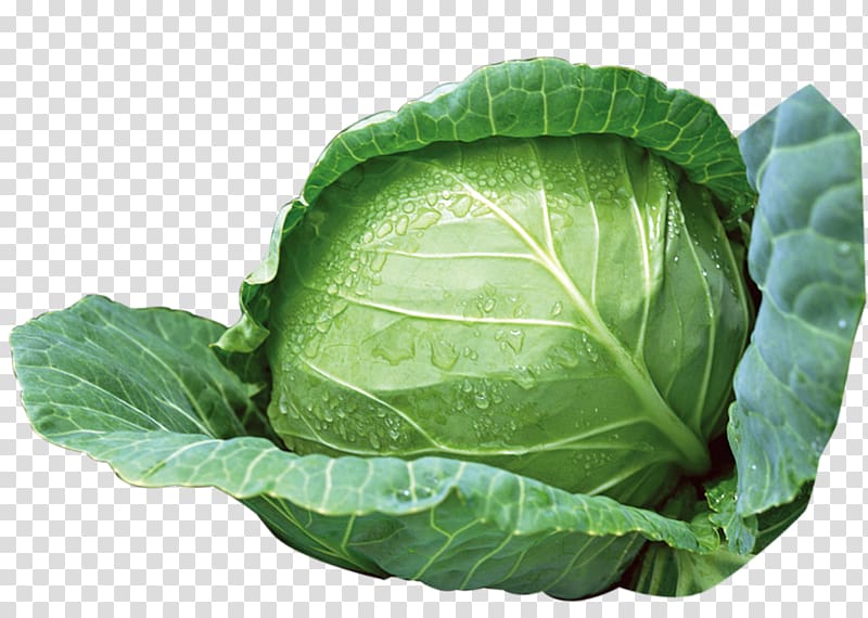 green cabbage plant, Cabbage Vegetable, Green cabbage transparent background PNG clipart