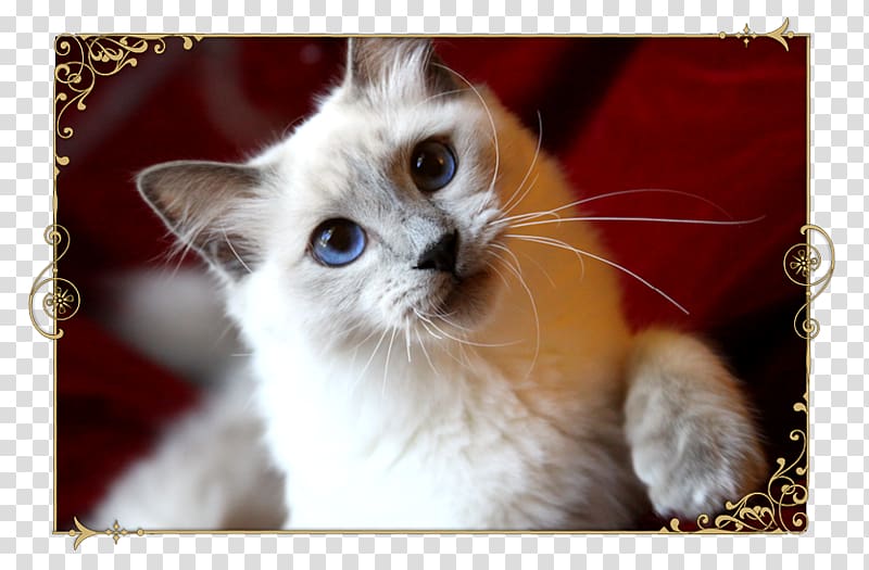 Birman Ragdoll Balinese cat Whiskers Kitten, kitten transparent background PNG clipart