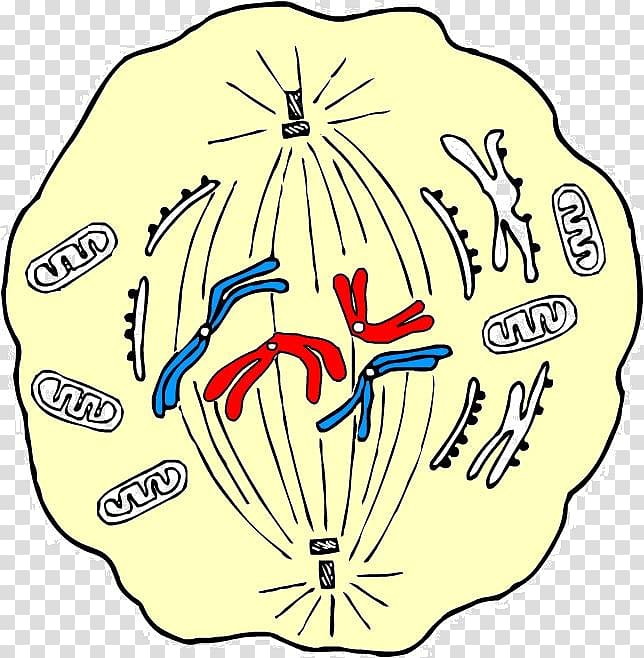 Mitosis Cell Metaphase Meiosis Centrosome, others transparent background PNG clipart