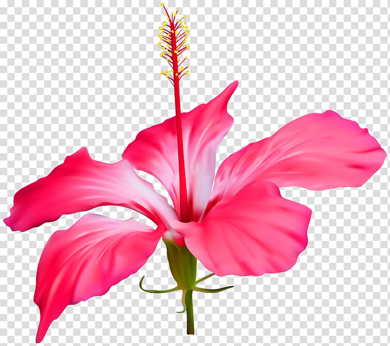 Shoeblackplant Common Hibiscus Flower , gladiolus transparent background PNG clipart