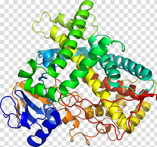 CYP1A2 Cytochrome P450 Gene Enzyme, Beta2 Microglobulin transparent background PNG clipart