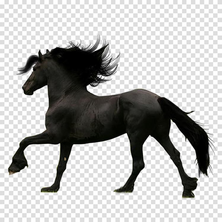 Friesian horse, Dark Horse transparent background PNG clipart