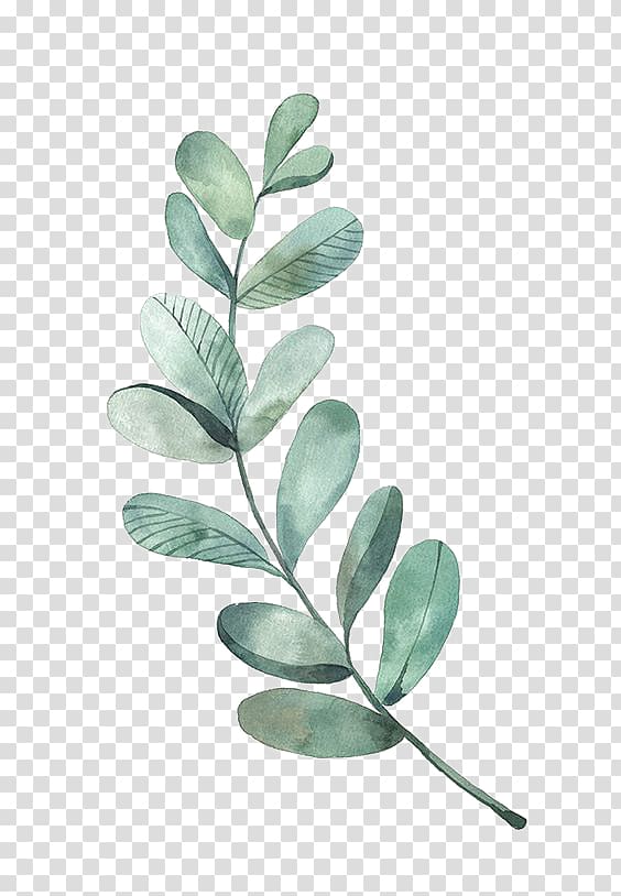 Leaf Drawing Watercolor painting Illustration, Green Leaves, illustration of green leafed plant transparent background PNG clipart