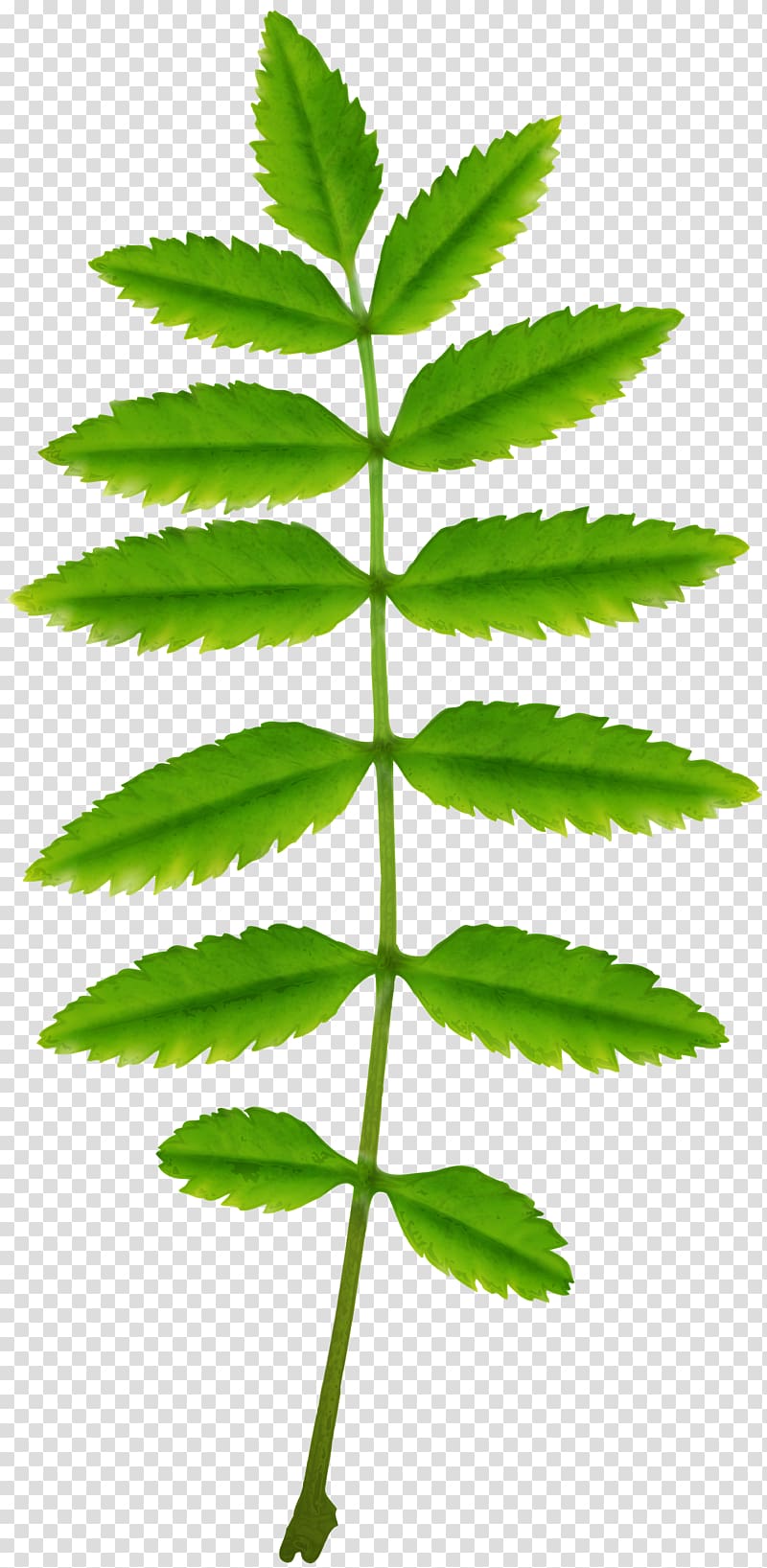 Askur Long Tail Keyword Tree Keyword Tool, green leaf transparent background PNG clipart
